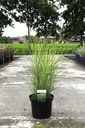 Miscanthus sinensis 'Gracillimus' cont. 10L +p