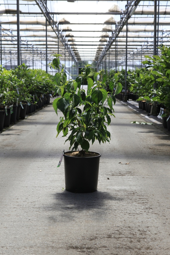 [P] Cornus kousa 'Satomi' cont. 12L 80-100 cm +B