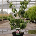 Cornus kousa 'Satomi' cont. 12L 80-100 cm +ф