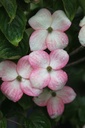 Cornus kousa 'Satomi' cont. 12L 80-100 cm +f