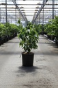 Cornus kousa 'Satomi' cont. 12L 80-100 cm +f