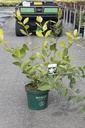 Calycanthus 'Venus' Noble® cont. 10L deco 60/+ cm +p