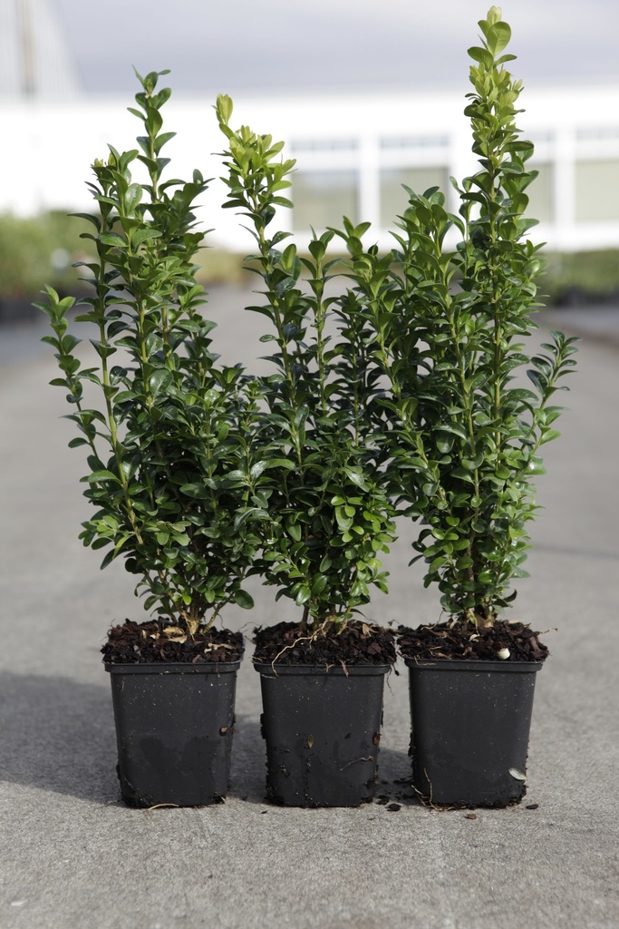 Buxus sempervirens cont. 0,4L (P9) 20-25 cm