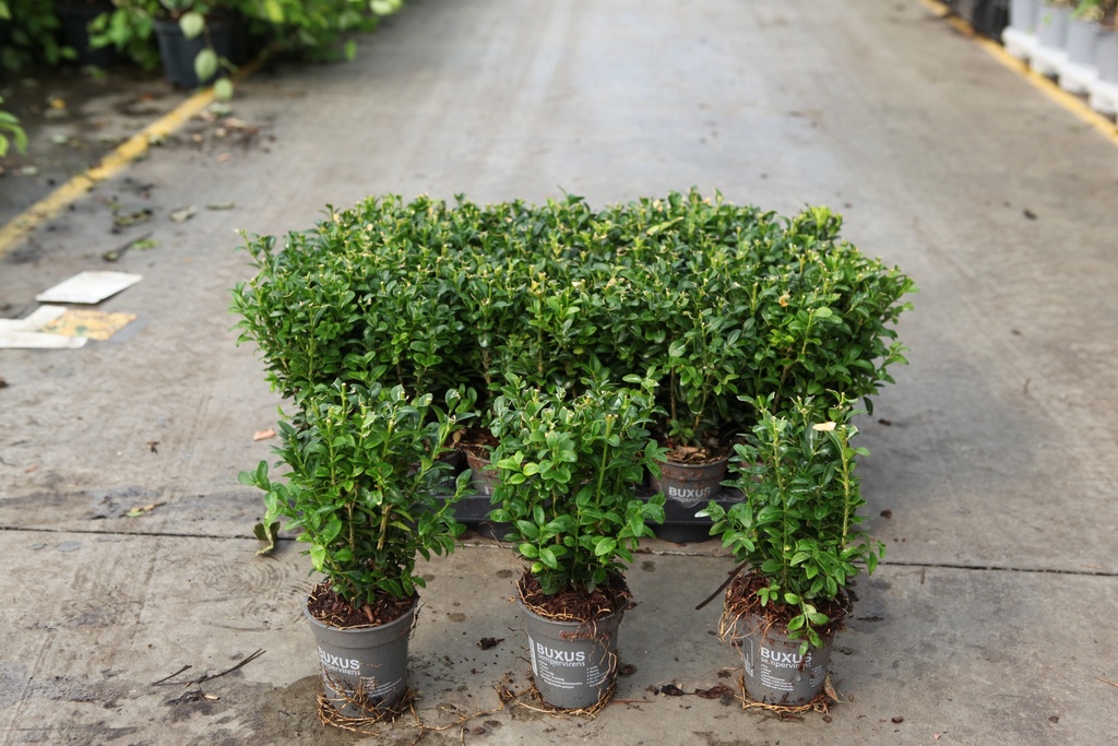 [P] Buxus sempervirens cont. 0,4L (P9) 20-25 cm