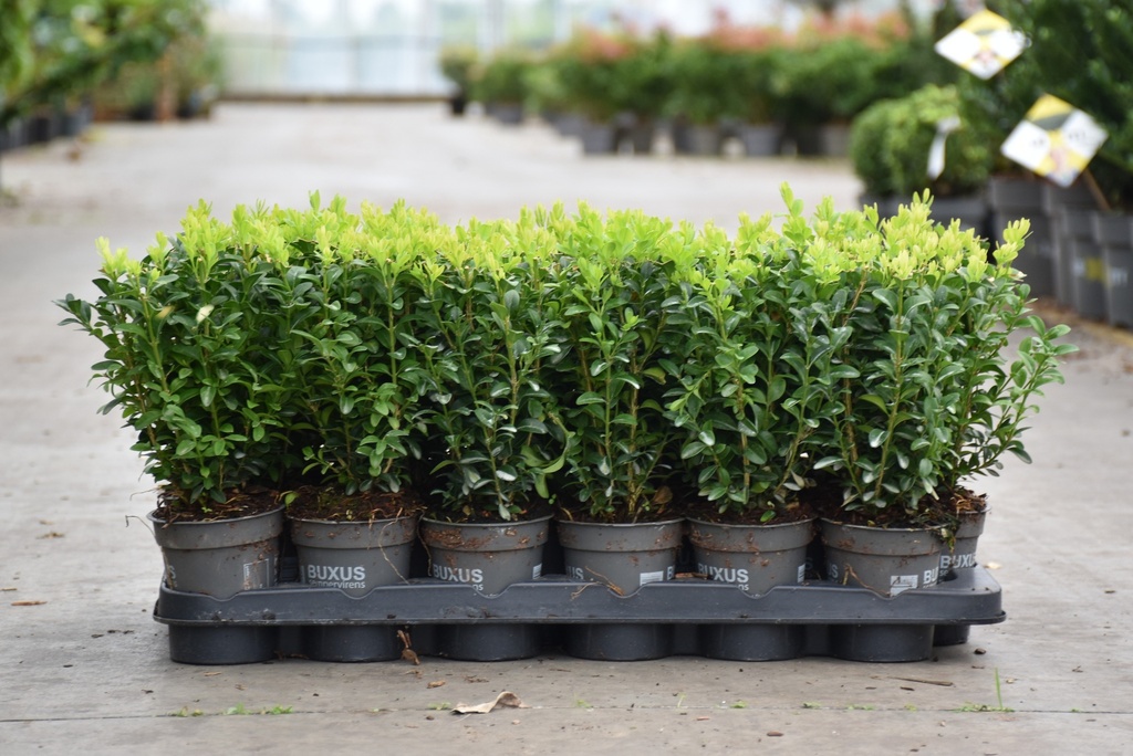 [P] Buxus sempervirens cont. 0,4L (P9) 20-25 cm