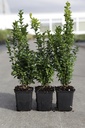 Buxus sempervirens cont. 0,4L (P9) 20-25 cm