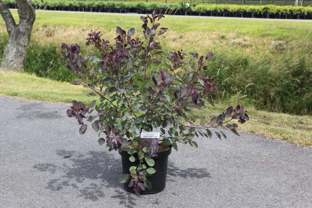 [P] Cotinus coggygria DUSKY MAIDEN (PBR) cont. 10L 60-80 cm +ф