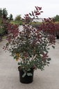 Cotinus coggygria DUSKY MAIDEN (PBR) cont. 10L 60-80 cm +ф