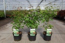 Acer ginnala 'Bailey Compact®' cont. 3,6L 40/+ cm +f