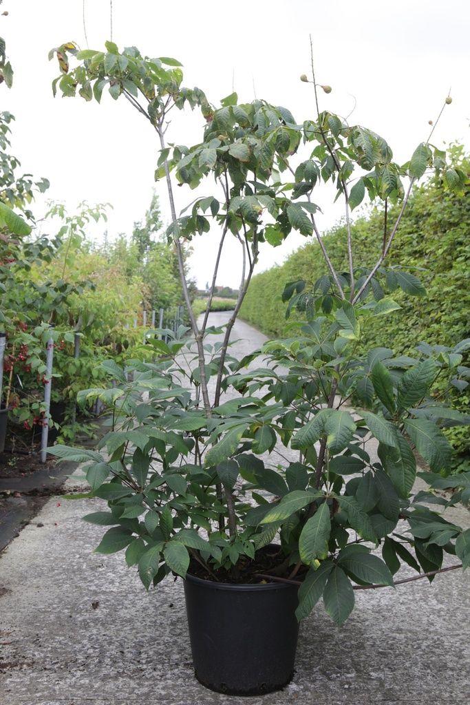 [P] Aesculus parviflora cont. 35L 125-150 cm