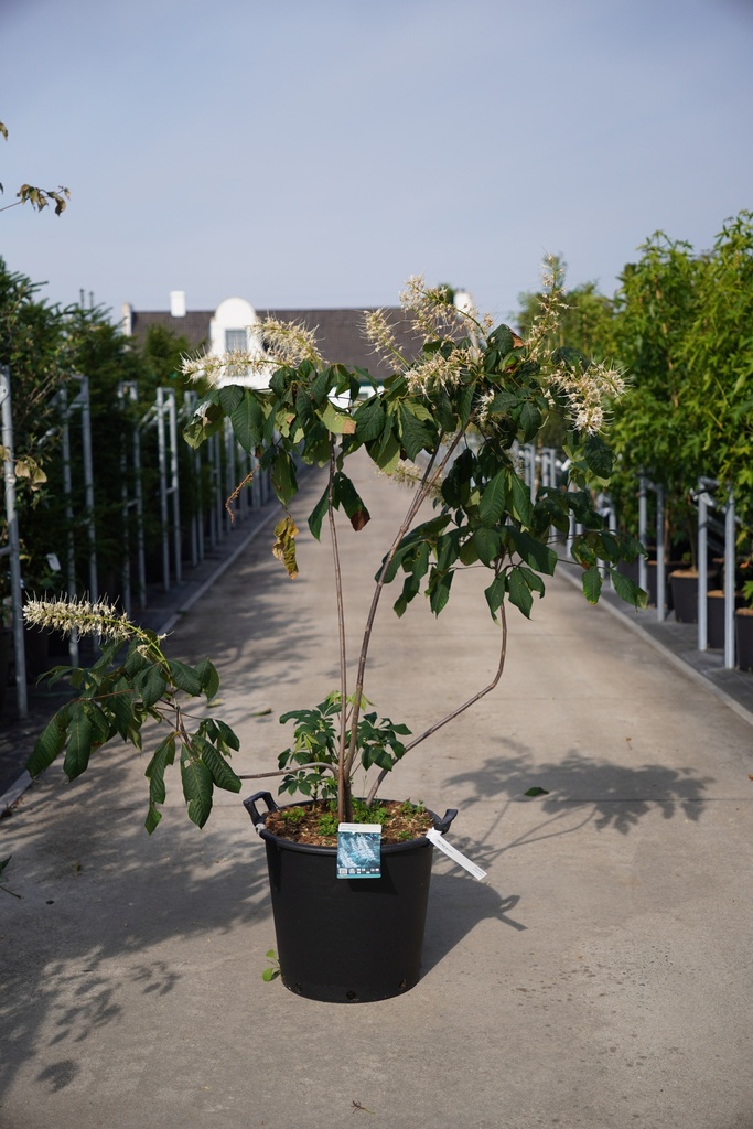 [P] Aesculus parviflora cont. 35L 125-150 cm