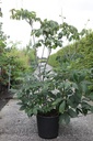 Aesculus parviflora cont. 35L 125-150 cm