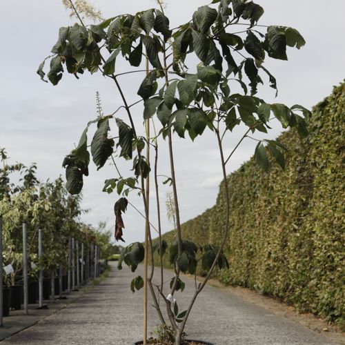 [P] Aesculus parviflora cont. 18L 100-125 cm +ф