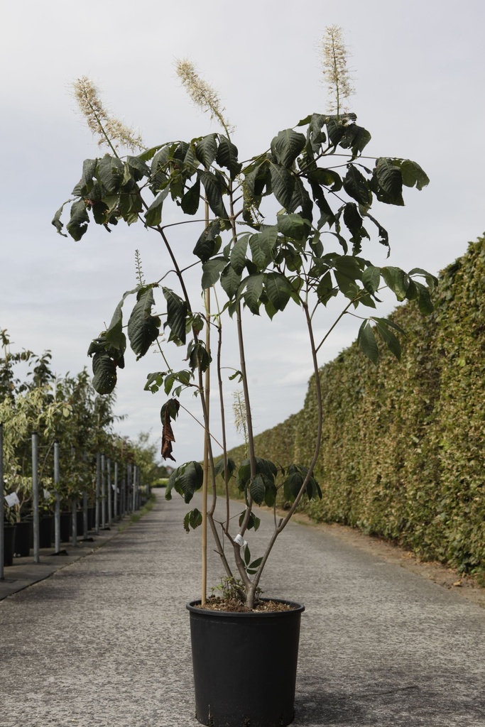 [P] Aesculus parviflora cont. 18L 100-125 cm +p