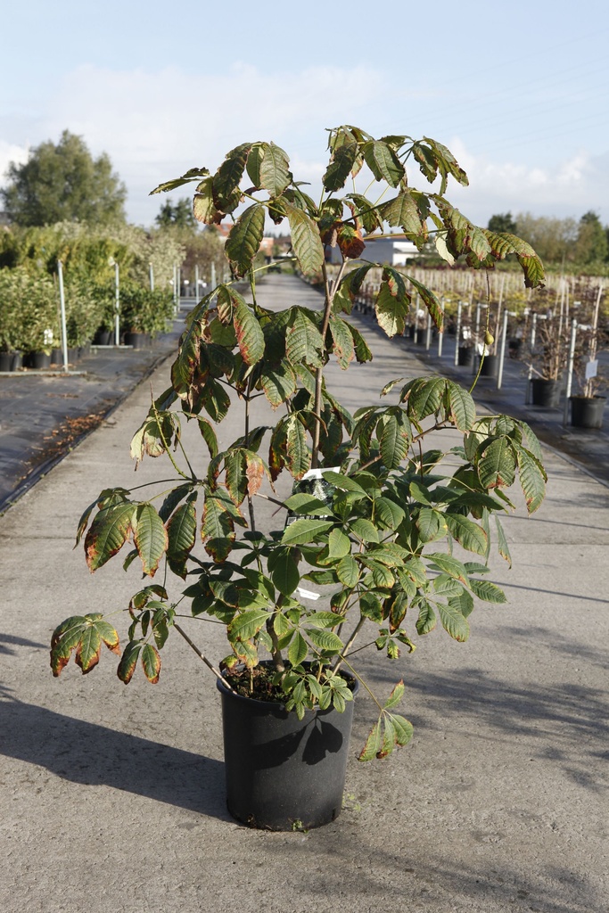 Aesculus parviflora cont. 18L 100-125 cm +p