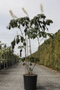 Aesculus parviflora cont. 18L 100-125 cm +f