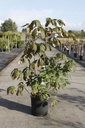 Aesculus parviflora cont. 18L 100-125 cm +p