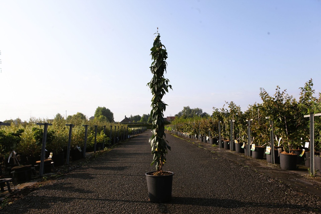 [P] Lonicera henryi 'Copper Beauty' (PBR) cont. 9L haut 150/+ cm +p