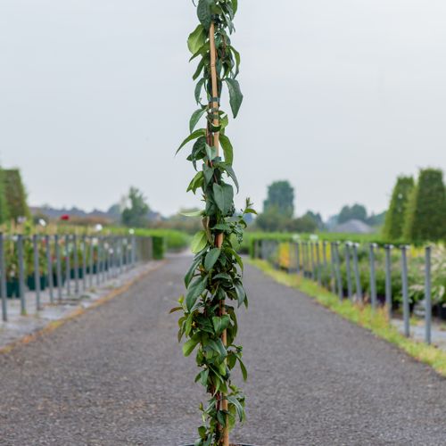 [P] Lonicera henryi 'Copper Beauty' (PBR) cont. 9L hoch 150/+ cm +B