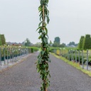 Lonicera henryi 'Copper Beauty' (PBR) cont. 9L high 150/+ cm +p