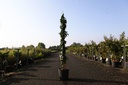Lonicera henryi 'Copper Beauty' (PBR) cont. 9L hoog 150/+ cm +f