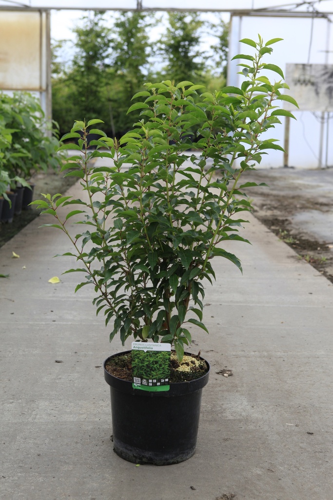 Prunus (L) lusitanica 'Angustifolia' cont. 10L 80-100 cm