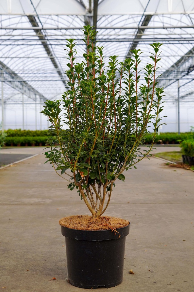 [P] Prunus lusitanica 'Angustifolia' cont. 10L 80-100 cm