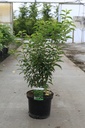 Prunus (L) lusitanica 'Angustifolia' cont. 10L 80-100 cm