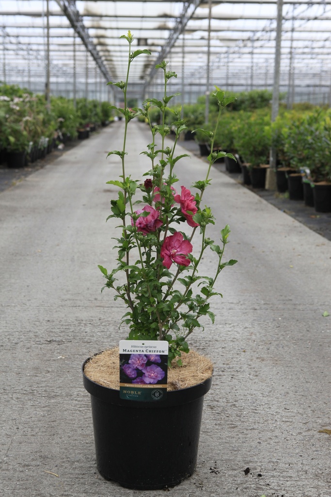 [P] Hibiscus syriacus MAGENTA CHIFFON (PBR) cont. 10L 60-80 cm +ф