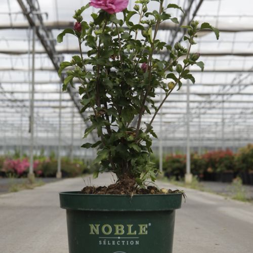 [P] Hibiscus syriacus MAGENTA CHIFFON (PBR) cont. 10L 60-80 cm +B