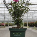 Hibiscus syriacus MAGENTA CHIFFON (PBR) cont. 10L 60-80 cm +ф