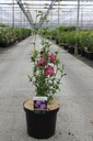 Hibiscus syriacus MAGENTA CHIFFON (PBR) cont. 10L 60-80 cm +f