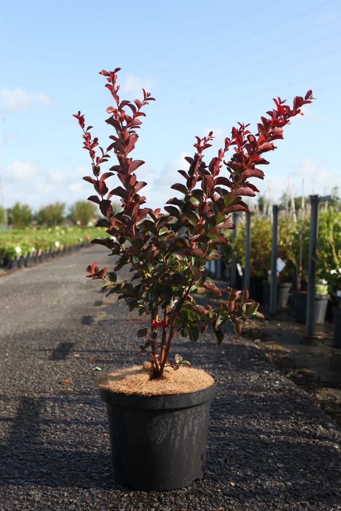 Lagerstroemia indica 'Dynamite' cont. 10L 80-100 cm +p
