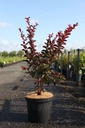 Lagerstroemia indica 'Dynamite' cont. 10L 80-100 cm +f