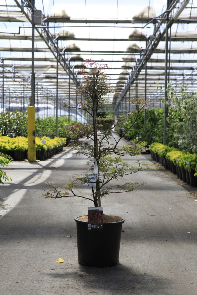 [P] Acer palmatum 'Dissectum Garnet' Kont. 15L 80/+ cm +B