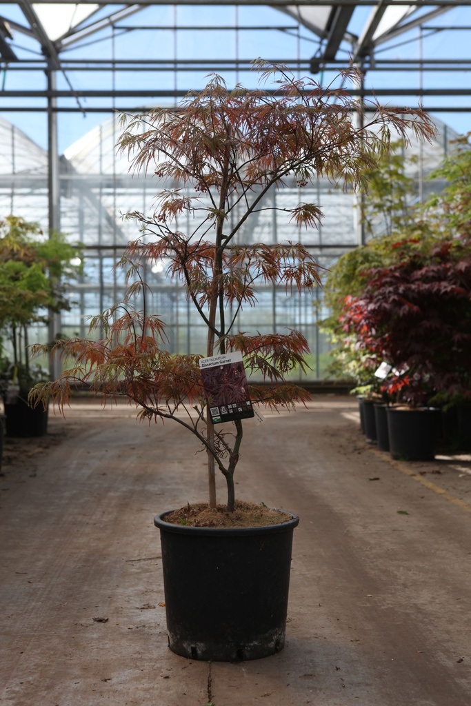 Acer palmatum 'Dissectum Garnet' cont. 15L 80/+ cm +ф