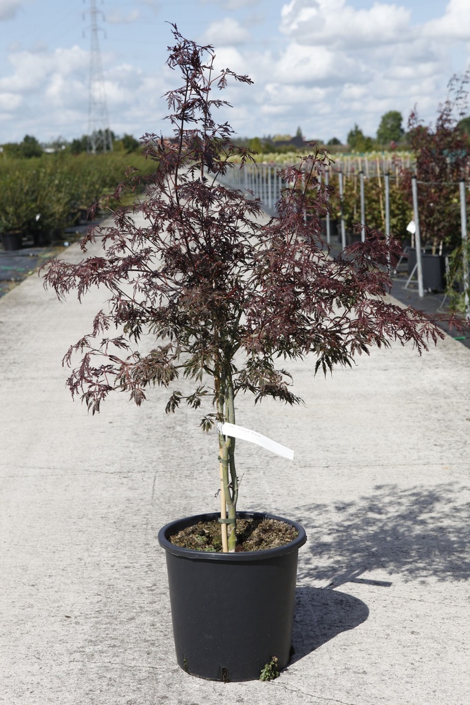 Acer palmatum 'Dissectum Garnet' cont. 15L 80/+ cm +B