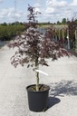 Acer palmatum 'Dissectum Garnet' cont. 15L 80/+ cm +B