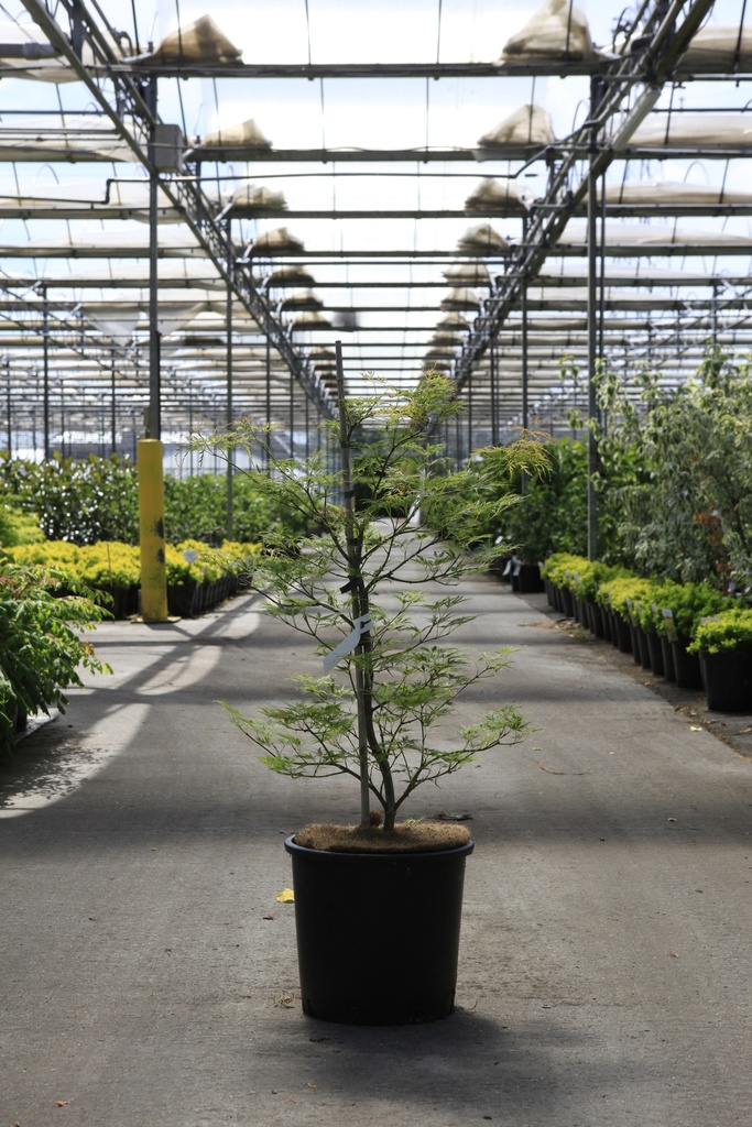 [P] Acer palmatum 'Dissectum' cont. 15L 80/+ cm +ф