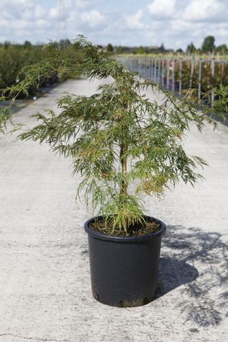 [P] Acer palmatum 'Dissectum' cont. 15L 80/+ cm +p