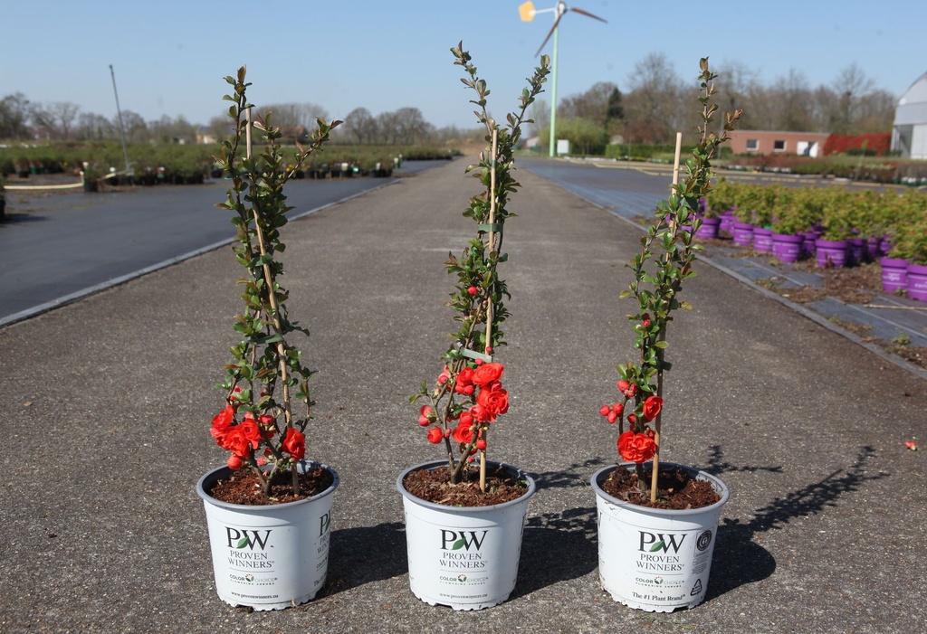 [P] Chaenomeles speciosa Proven Winners® 'Orange Storm' (PBR) cont. 3L deco 40/+ cm +p