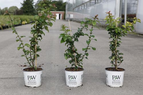 [P] Chaenomeles speciosa Proven Winners® 'Orange Storm' (PBR) cont. 3L deko 40/+ cm +B