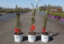 Chaenomeles speciosa Proven Winners® 'Orange Storm' (PBR) cont. 3L деко 40/+ cm +ф