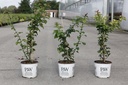 Chaenomeles speciosa Proven Winners® 'Orange Storm' (PBR) cont. 3L deko 40/+ cm +B