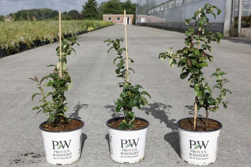 [P] Chaenomeles speciosa Proven Winners® 'Pink Storm' (PBR) cont. 3L déco 40/+ cm +p