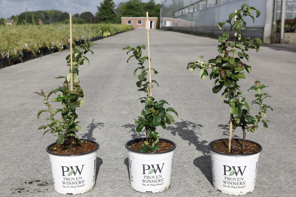 Chaenomeles speciosa Proven Winners® 'Pink Storm' (PBR) cont. 3L deco 40/+ cm +ф