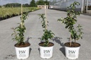 Chaenomeles speciosa Proven Winners® 'Pink Storm' (PBR) cont. 3L deco 40/+ cm +ф