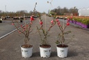 Chaenomeles speciosa Proven Winners® 'Pink Storm' (PBR) cont. 3L deco 40/+ cm +p
