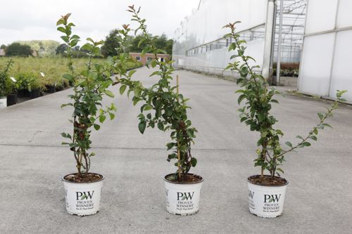 [P] Chaenomeles speciosa Proven Winners® 'Scarlet Storm' (PBR) cont. 3L Proven Winners® 40/+ cm +p