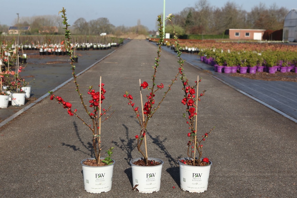 Chaenomeles speciosa Proven Winners® 'Scarlet Storm' (PBR) cont. 3L deco 40/+ cm +p
